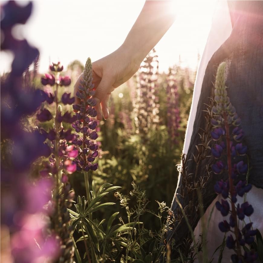 A hand brushing purple lupines in golden light